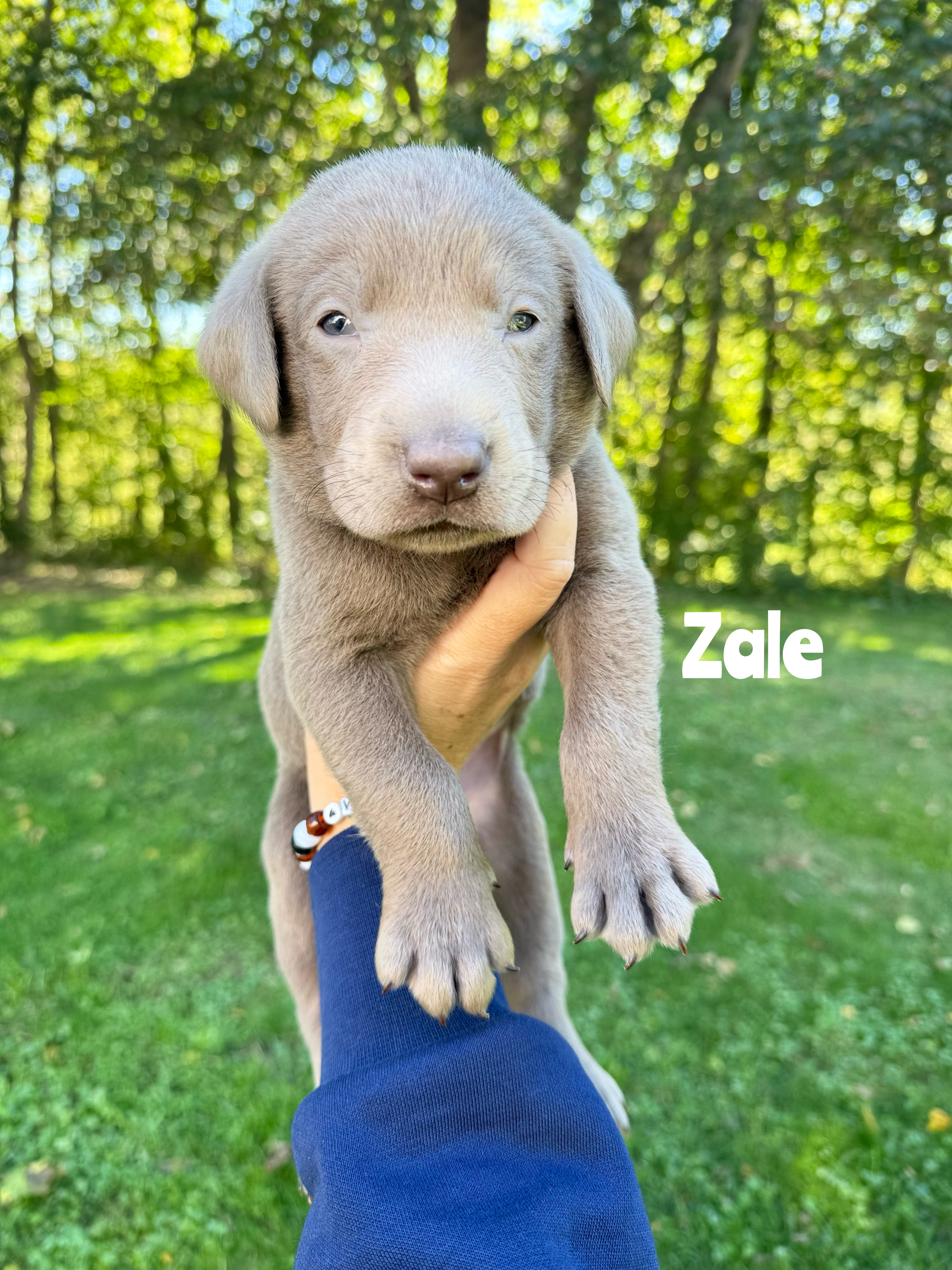 Zale 1